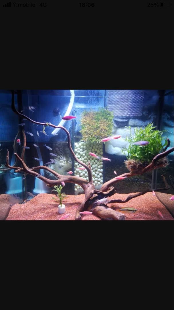 20kg業者様愛され高品質ろ材 納豆菌多孔質パワーボール20kg即時