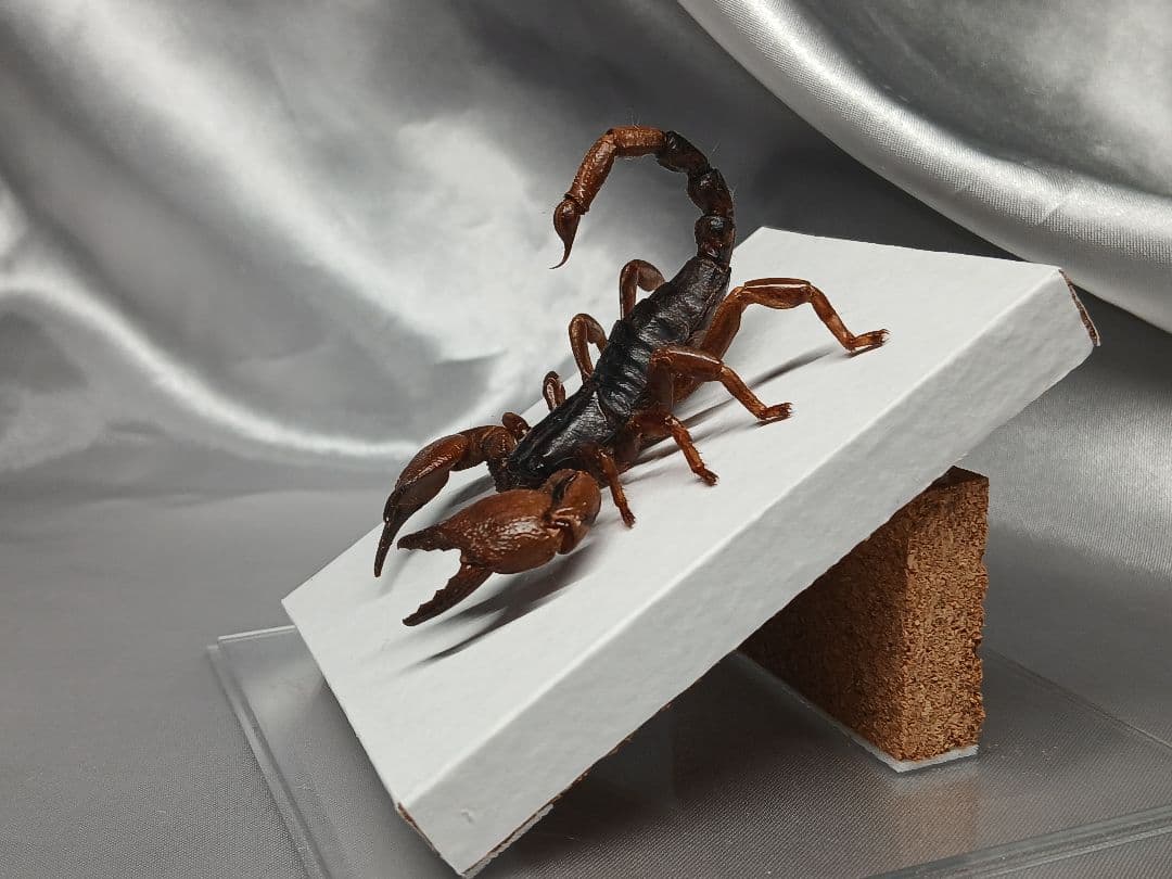 レッドクロースコーピオン 立体標本