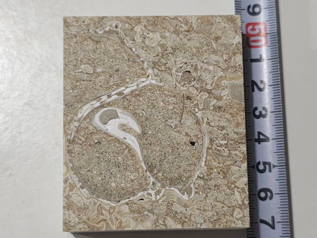 日本産 化石入り大理石(の切れ端)25個セット