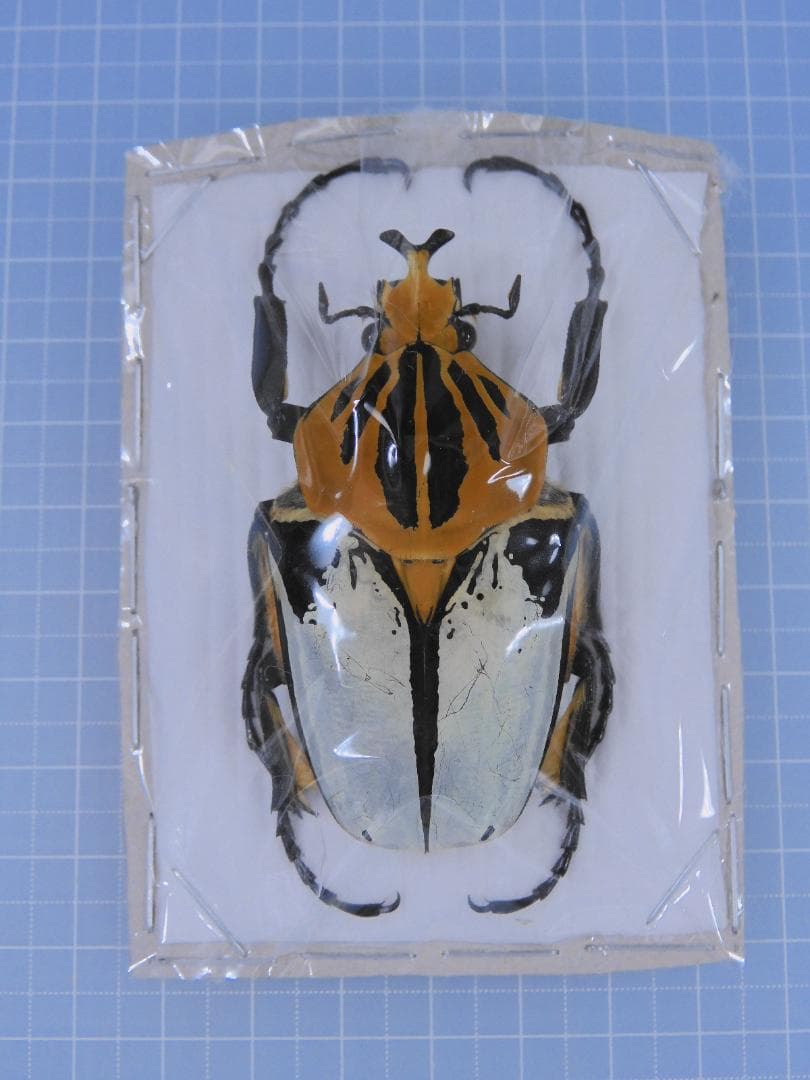 54mm♂】エンシフェールオオニジダイコクコガネ エンシフェル昆虫標本