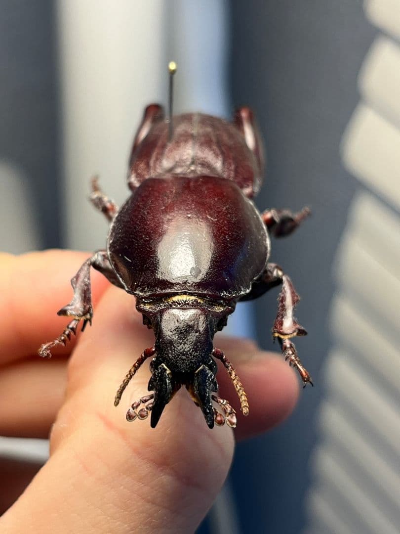 58mm】赤 ケラモドキカミキリ 大型 Hypocephalus 昆虫標本