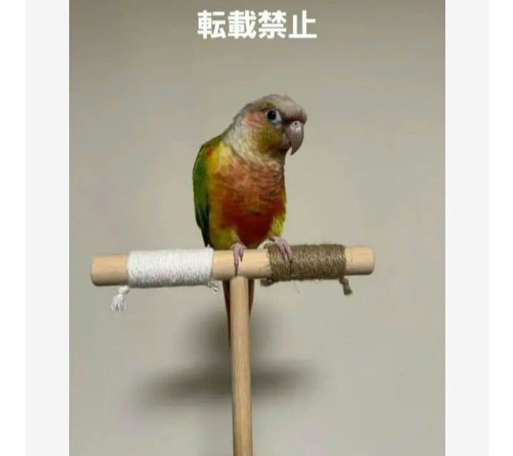 T10 ☆ 中型インコ 背の高～い止まり木 Tパーチ シロハラインコ