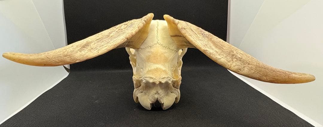 ヤギ頭蓋骨 実物 下顎 角鞘付き希少品 デッサン画モデル ハンティング
