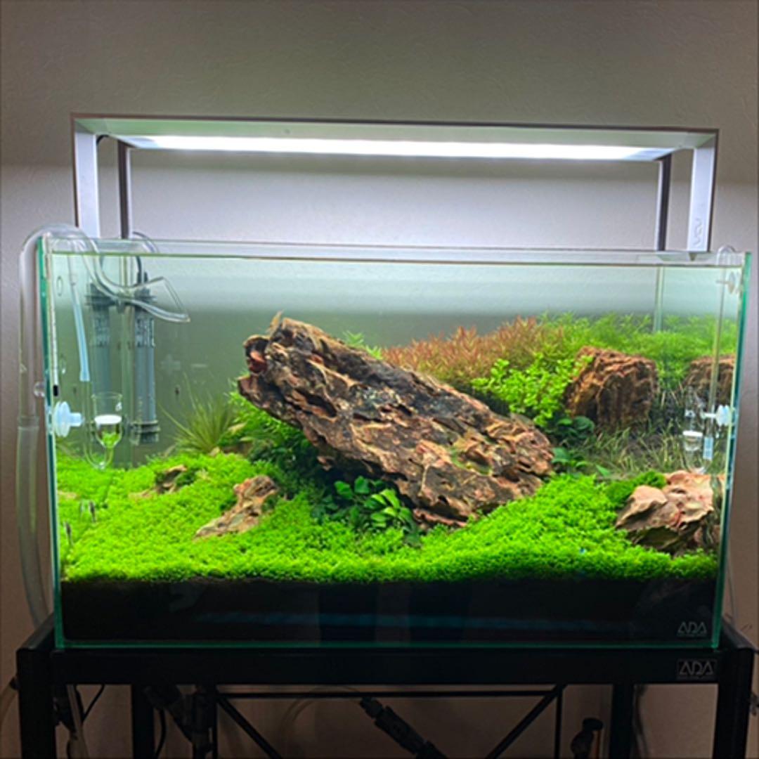 ADA 黄虎石 気孔石 40cm 超特大 親石