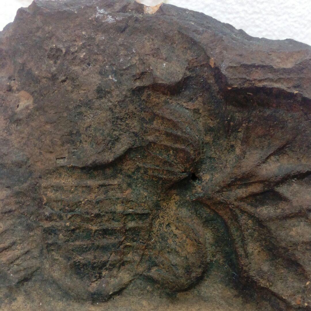 極稀少琉球古瓦城郭寺社灰茶褐色200〜330年前頃レア