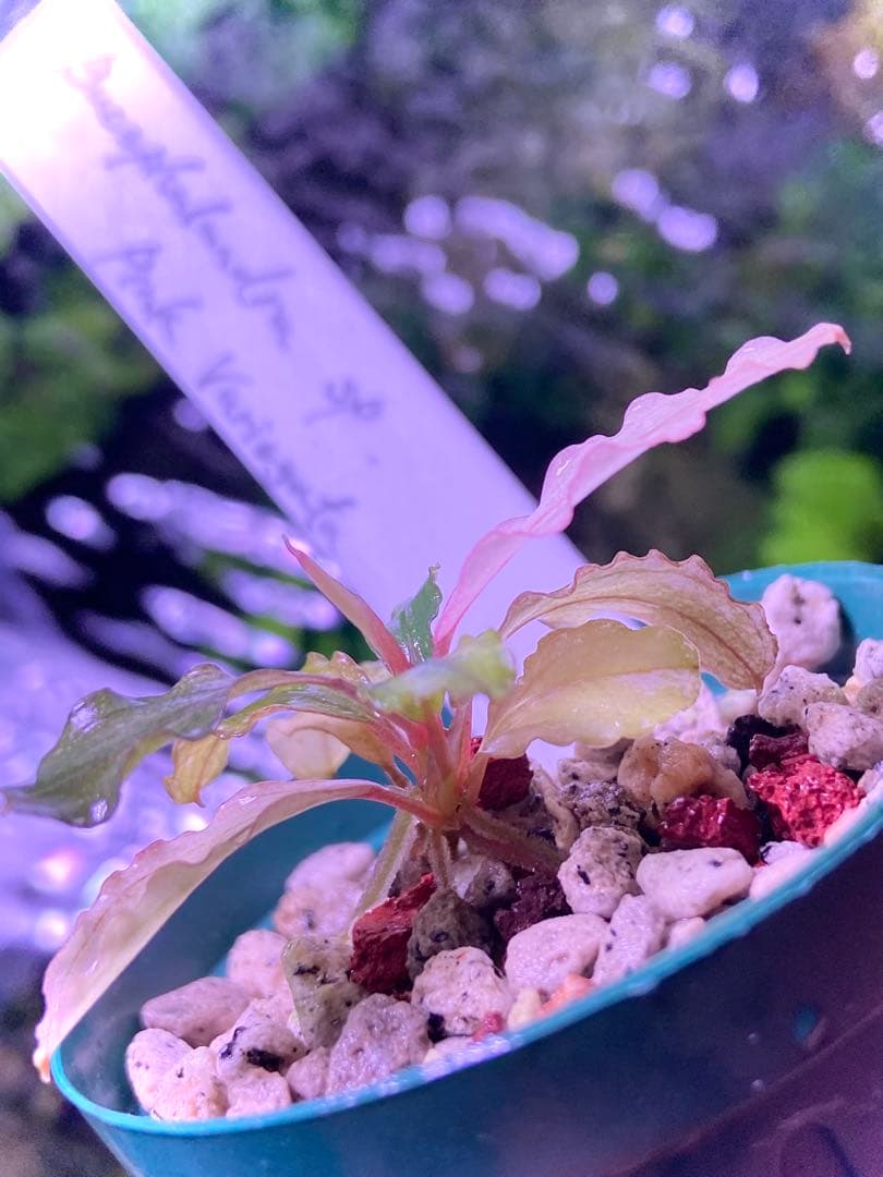 Bucephalandra sp. Pink Variegata - 水草公式 ストア Bucephalandra