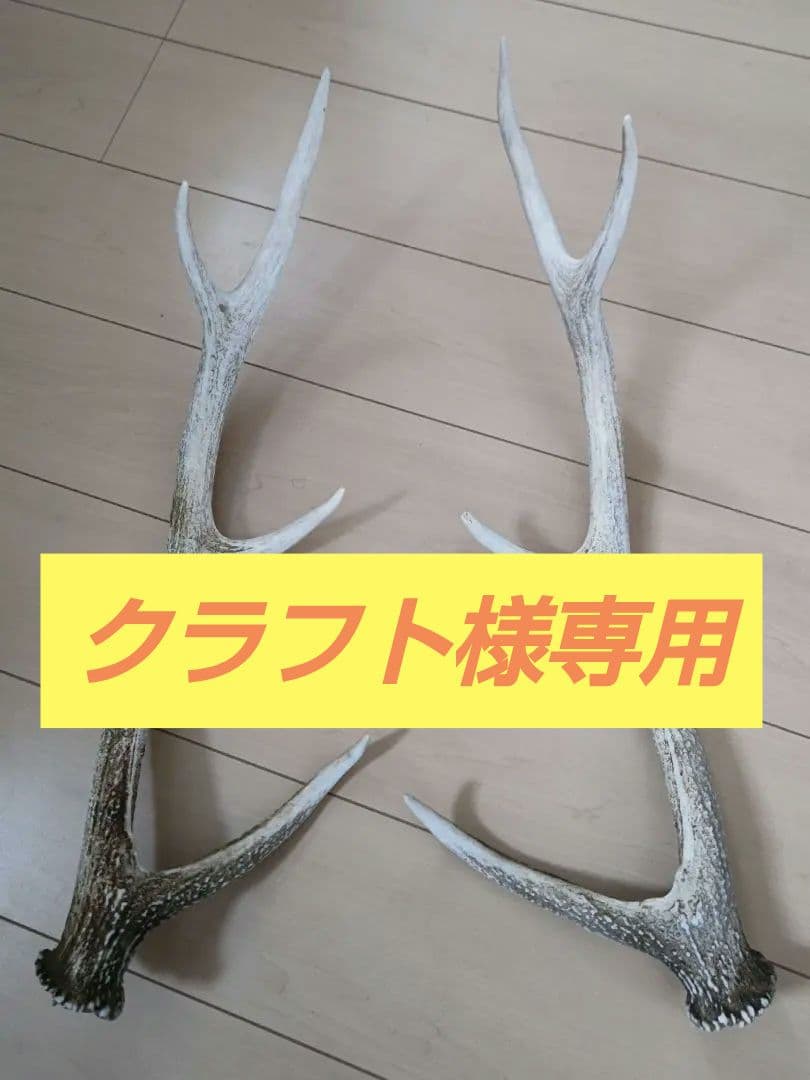 お得2本セット】エゾ鹿の角 約60cm - メルカリ
