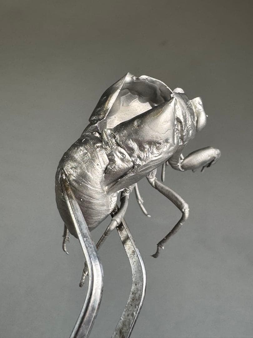 蝉 蝉の抜け殻 セミ オブジェ 虫好き 金属製 標本