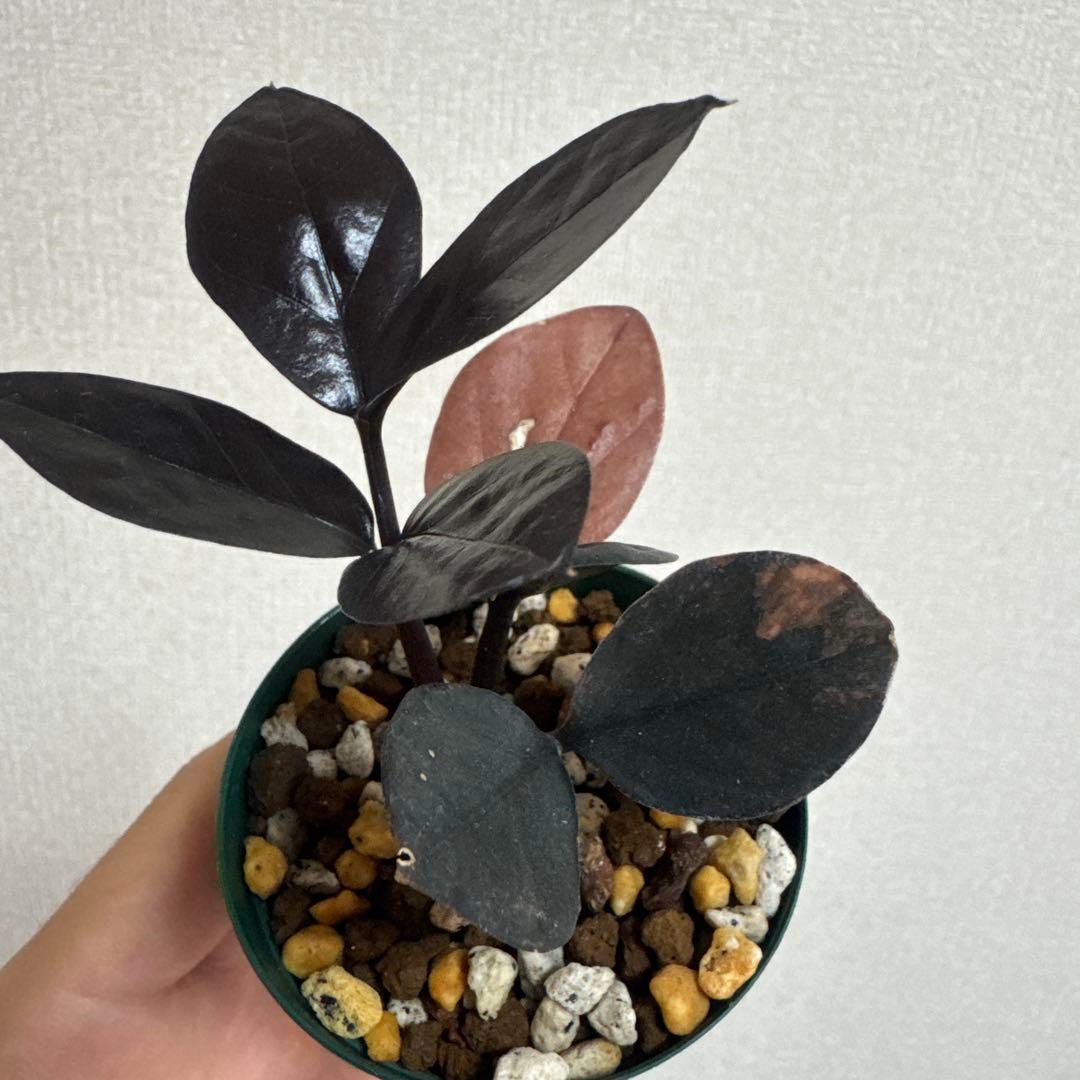 幻 貴重ウイスキー 山岳シリーズ 仙涯嶺 ウイスキー｜南アルプスワイン