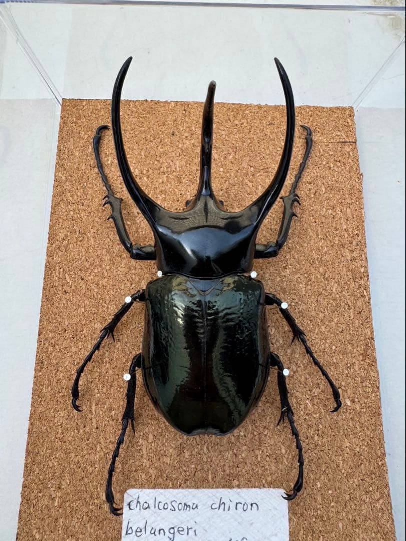 標本 タイリクコーカサスオオカブト 106ミリ