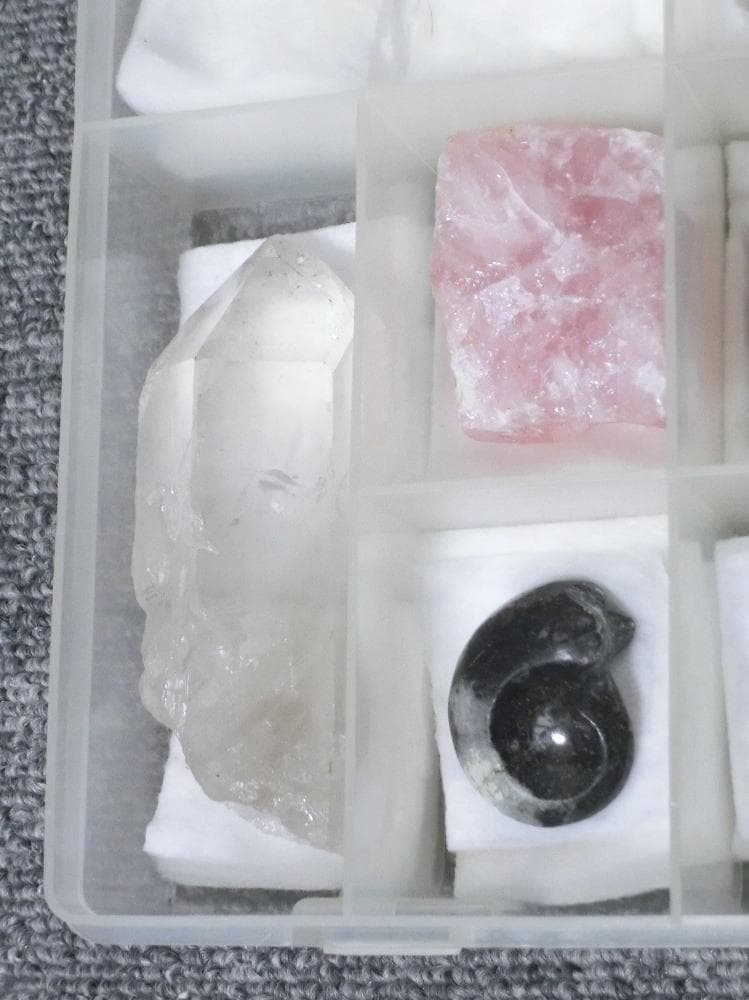 小さい 化石 サメの歯 アンモナイト 三葉虫 恐竜の骨 黒曜石 水晶 シダ