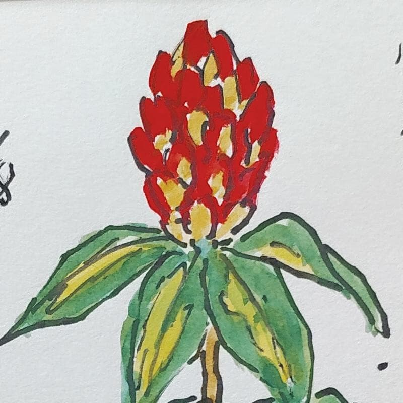 ☆ 坂本直行 ☆「ルーズベルト」水彩画　1982年4月8日制作　証明書　未使用！