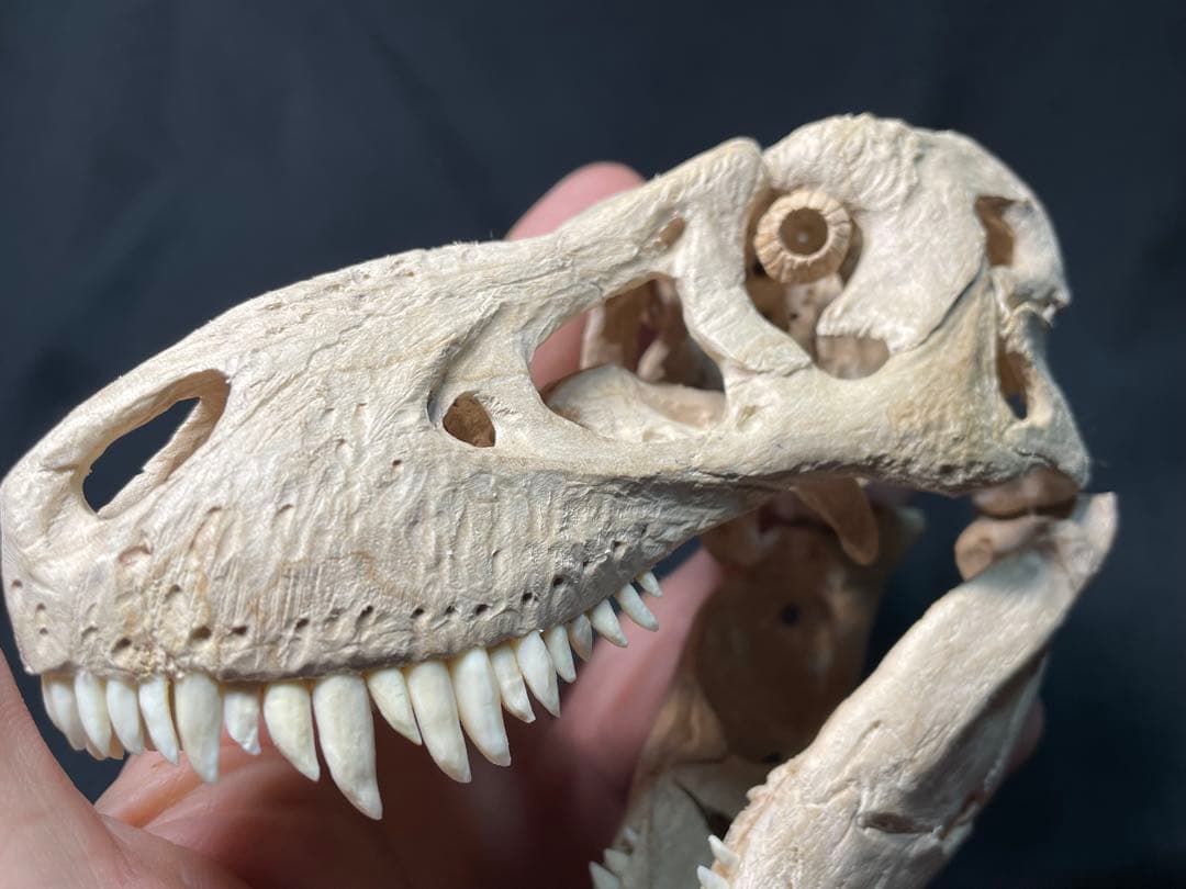 木彫　恐竜　タルボサウルス　頭骨模型　1/10スケール　12cm