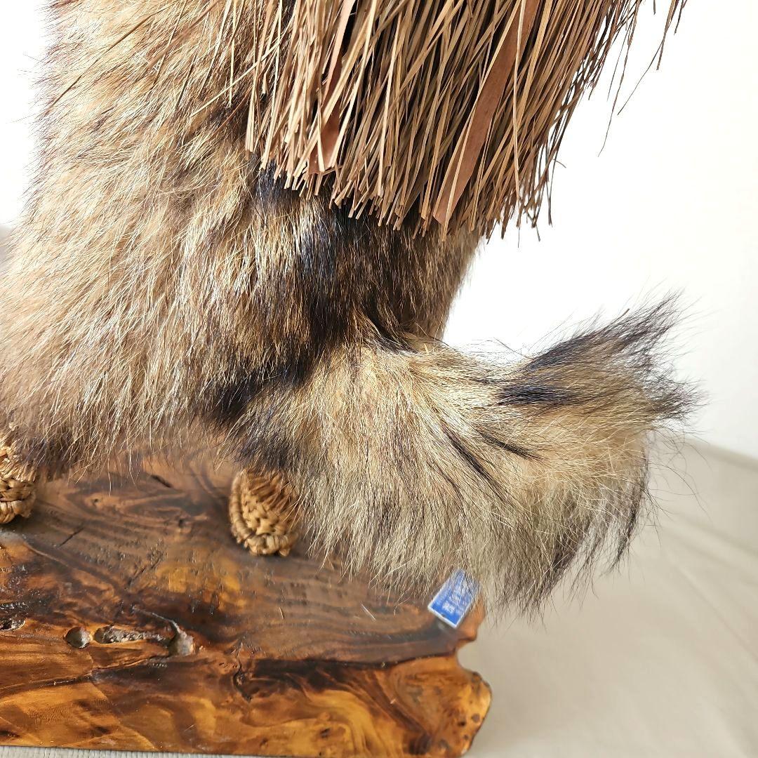 タヌキ 狸 鳥獣 剥製 本物 縁起物 商売繁盛 出世運 天然木 台座付き