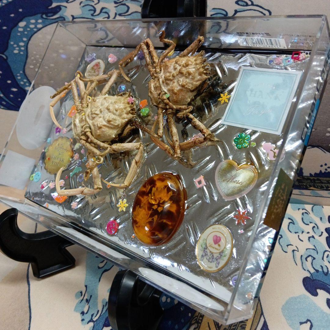 稀少レア平家蟹科凹凸立体リアル鬼面蟹横幅22X16X3、5センチ標本