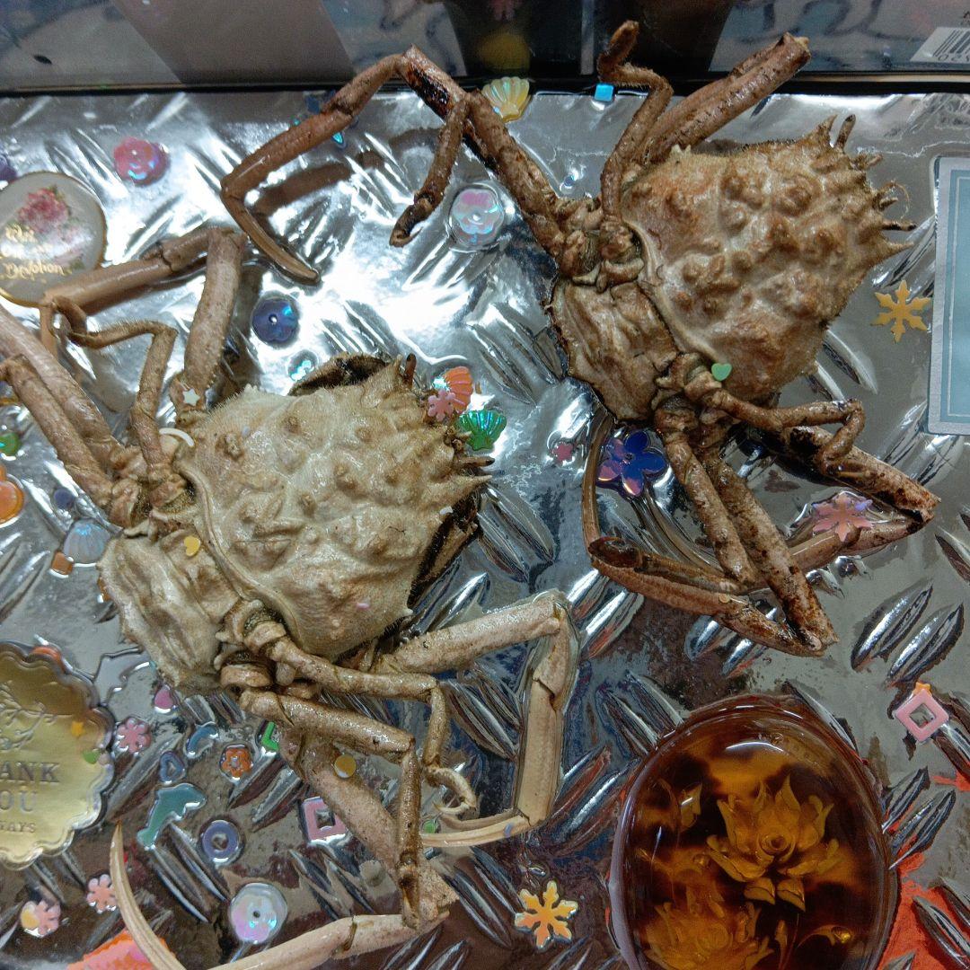 稀少レア平家蟹科凹凸立体リアル鬼面蟹横幅22X16X3、5センチ標本