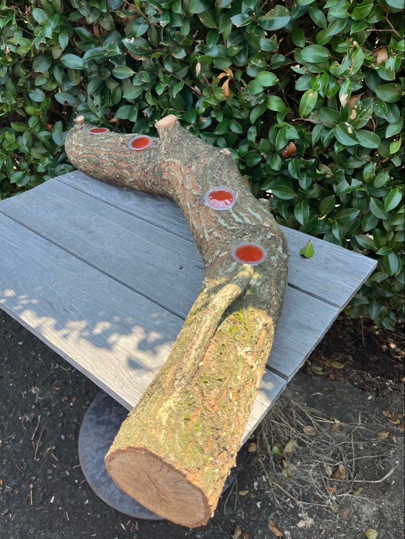 超巨大クヌギ登り木90センチ級 エサ皿 カブトムシ クワガタ