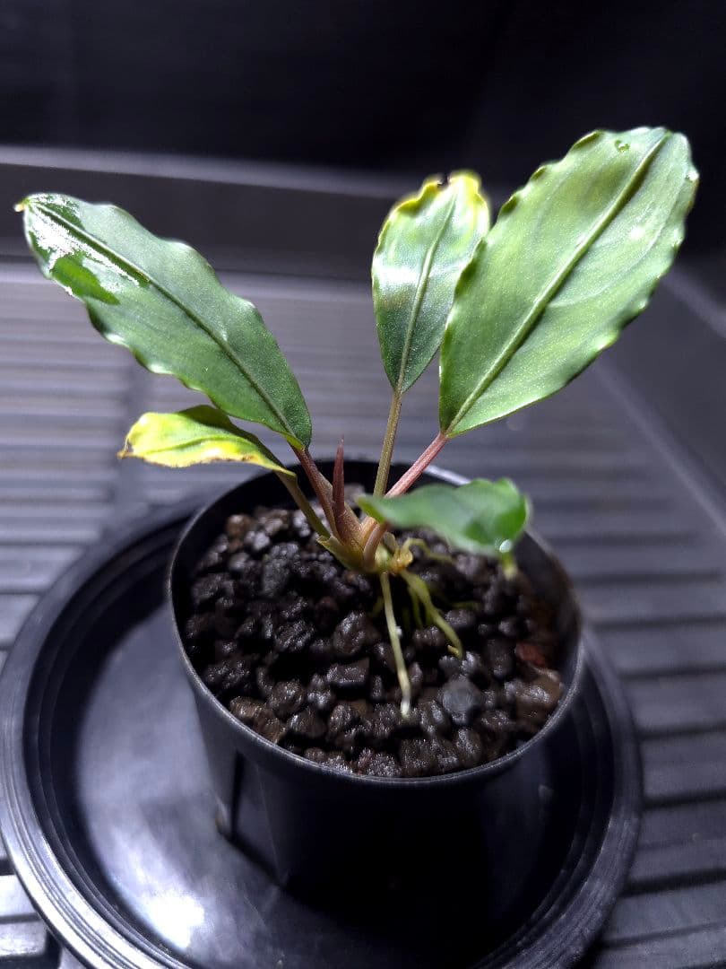 Bucephalandra Motleyana Padawan「名前はまだない