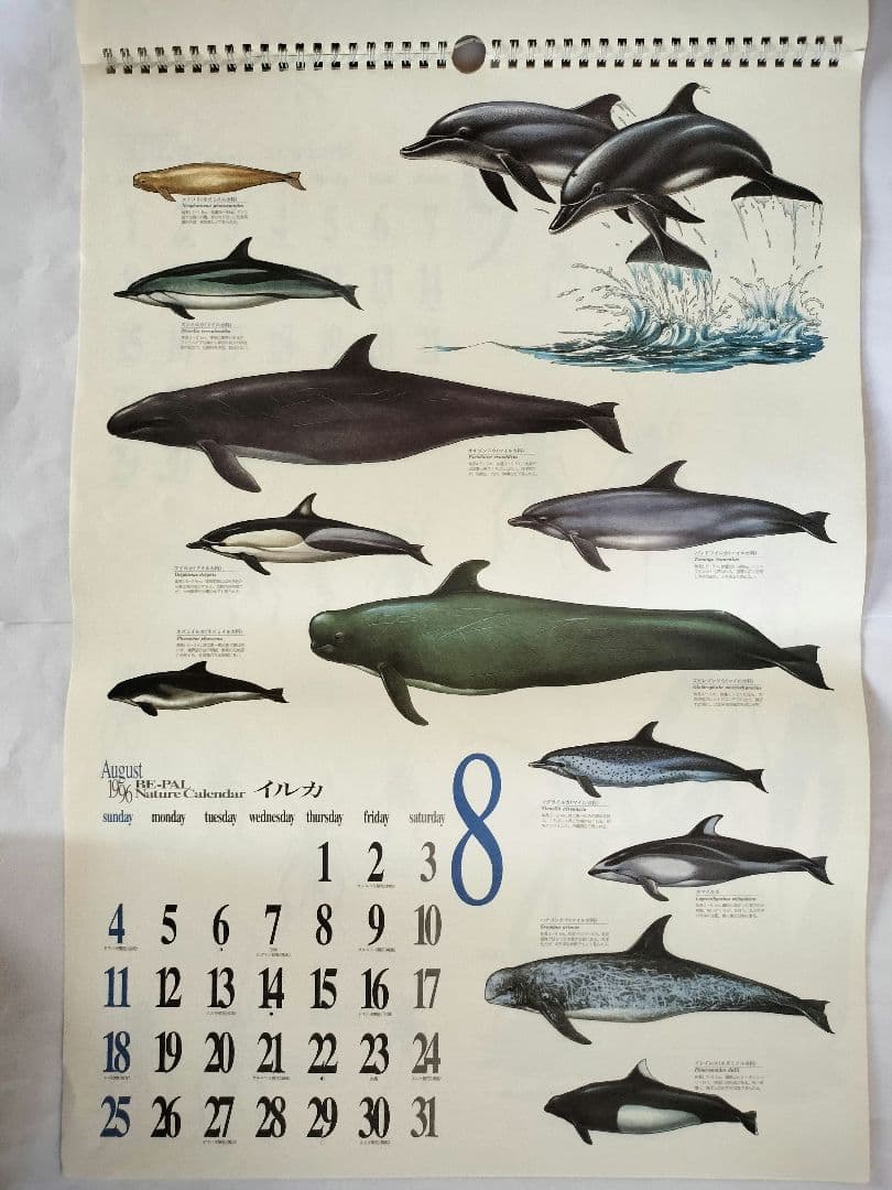 BE-PAL ビーパル カレンダー 新品未使用 1994年 ヴィンテージ 2025年