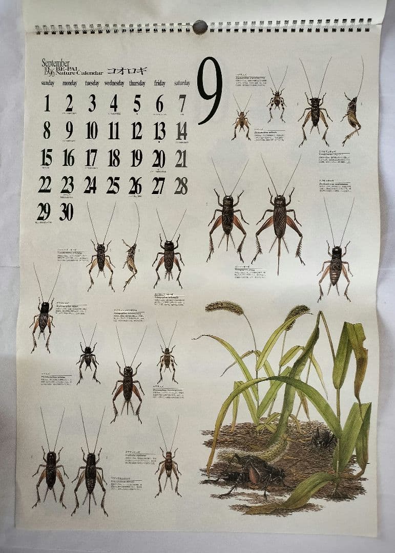 BE-PAL ビーパル カレンダー 新品未使用 1994年 ヴィンテージ 2025年