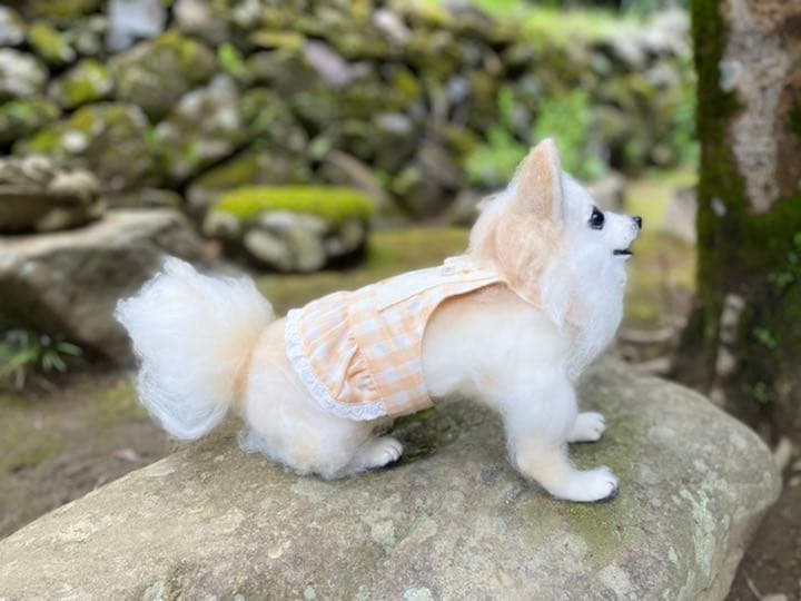 羊毛フェルト】ロングコートチワワ* 白×ベージュ* 原寸大