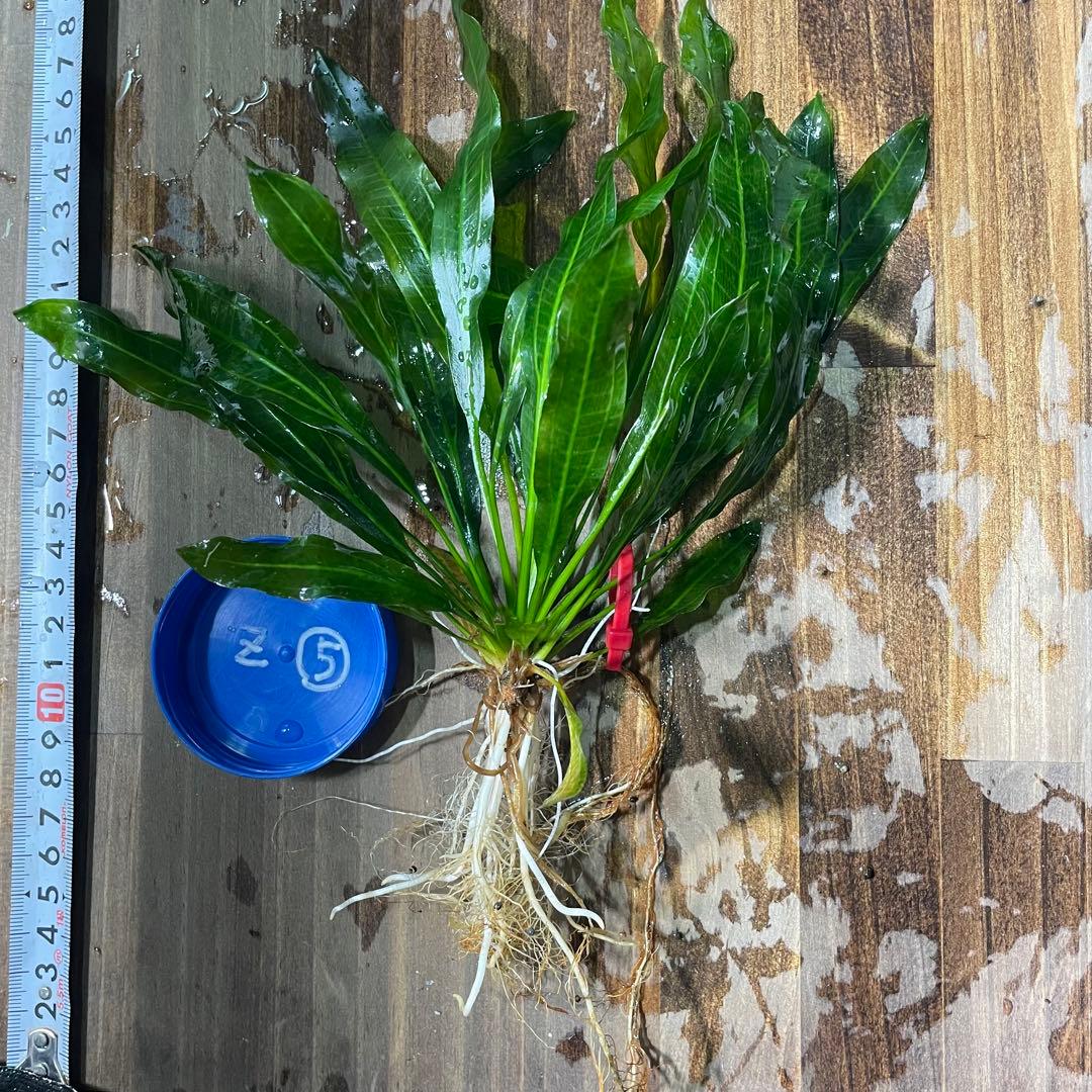 エキノドルスホレマニーグリーン座標軸1株 5番 - メルカリ