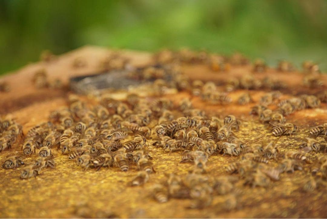 はちみつ 日本蜜蜂のハチミツ 奥山の奥と花粉入り蜂蜜