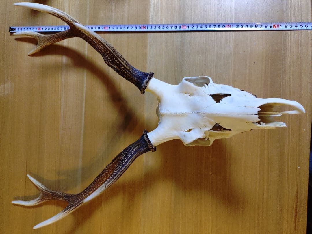 日本鹿の頭 狩猟トロフィー 縦 約73cm×横約43cm 鹿の頭