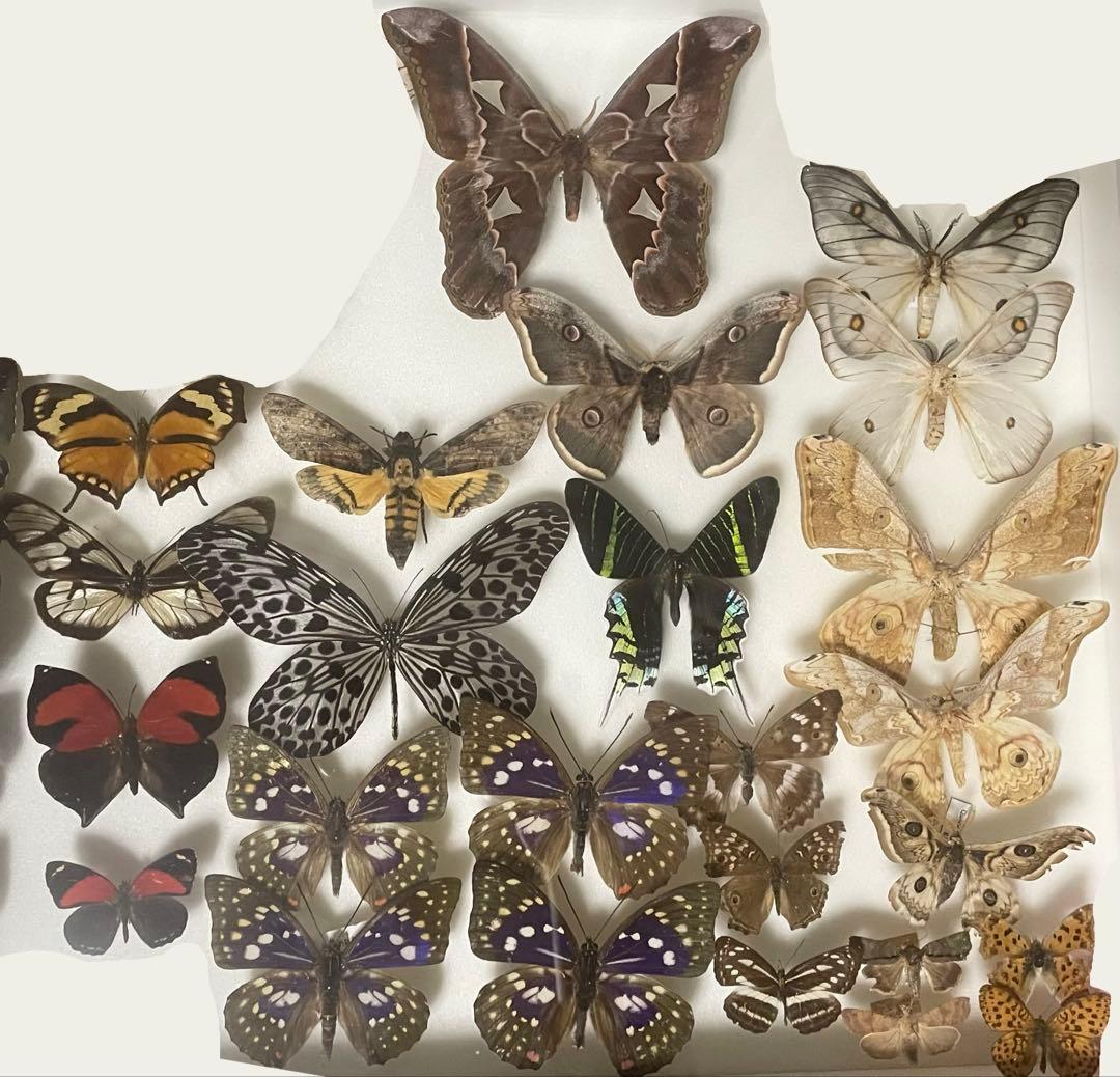 蝶 蛾 標本 ロスチャイルドヤママユ オオクジャクヤママユ 少年の日の