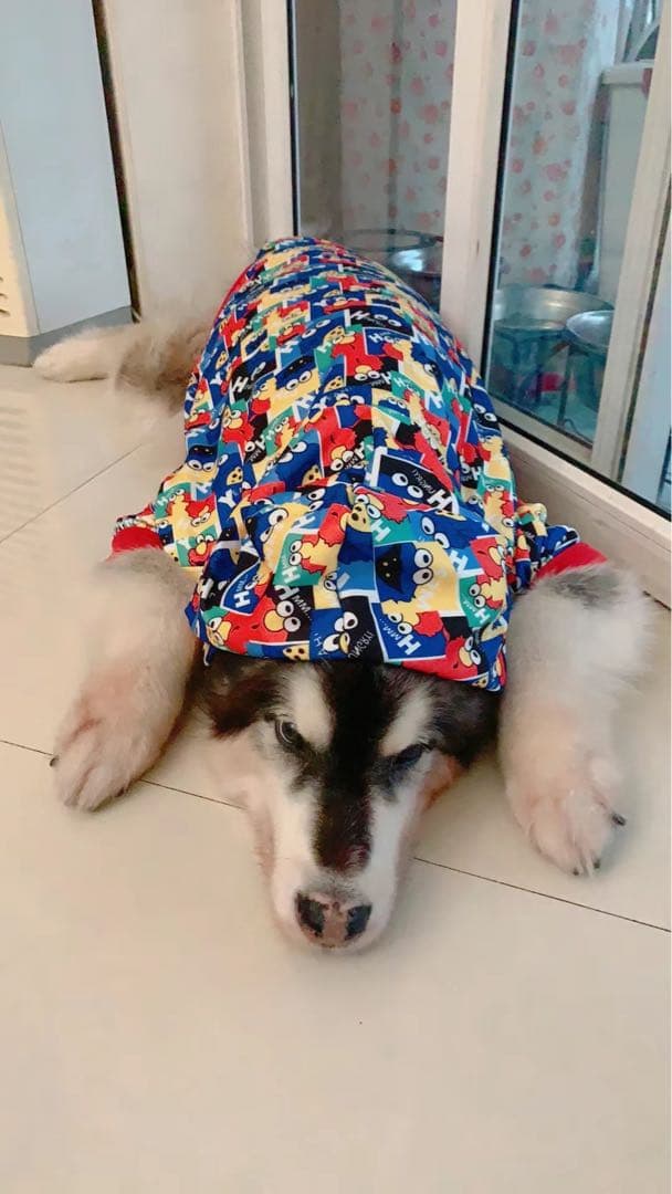 犬服2枚レインコート2枚 発売中】2025ドッグレインウェア 【レインコート2025】（2色）12484[犬