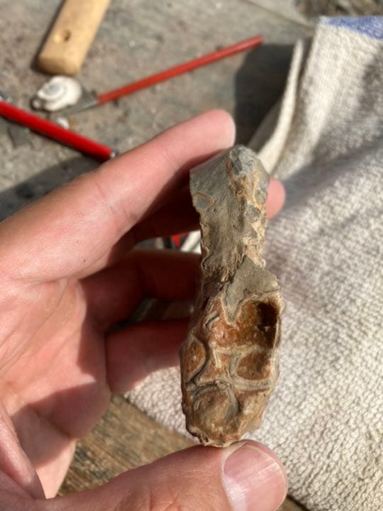 北海道 アンモナイト テキサナイテスカワサキイ 化石 / 恐竜 夏休み