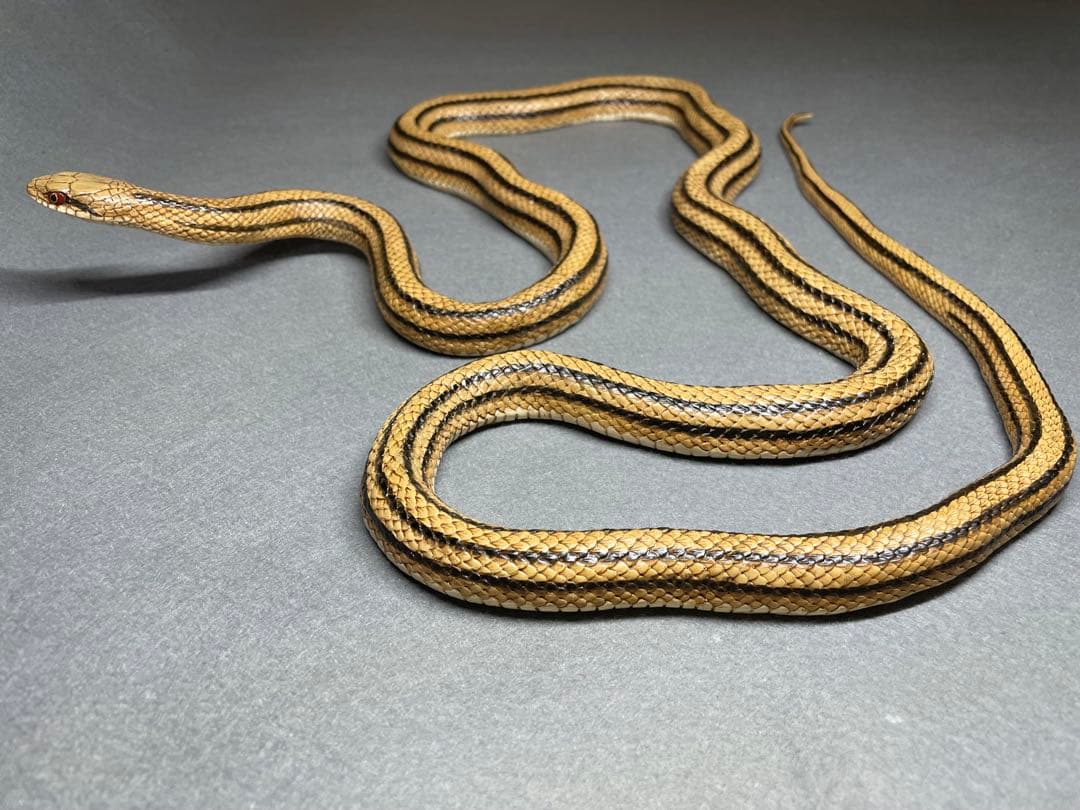シマヘビ（レプリカ）