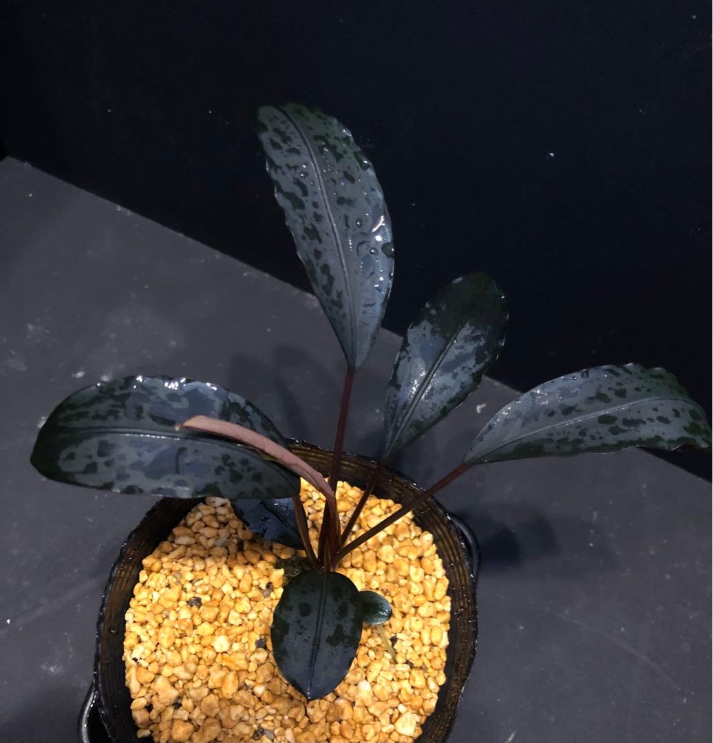 陰性水草の王様的存在Bucephalandra motleyana Miri産