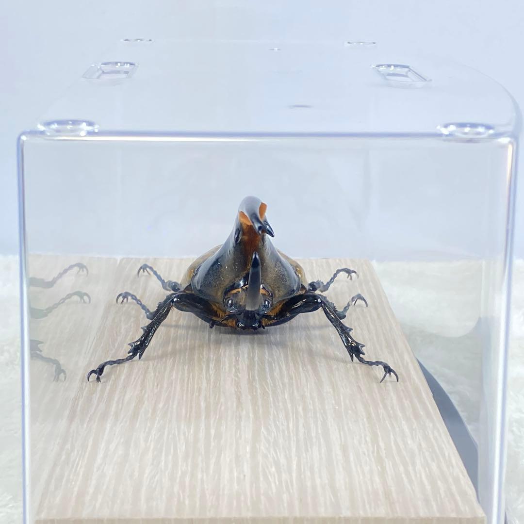 大型】ヘラクレスオオカブト（ヘラクレス）のオブジェ（標本） - メルカリ
