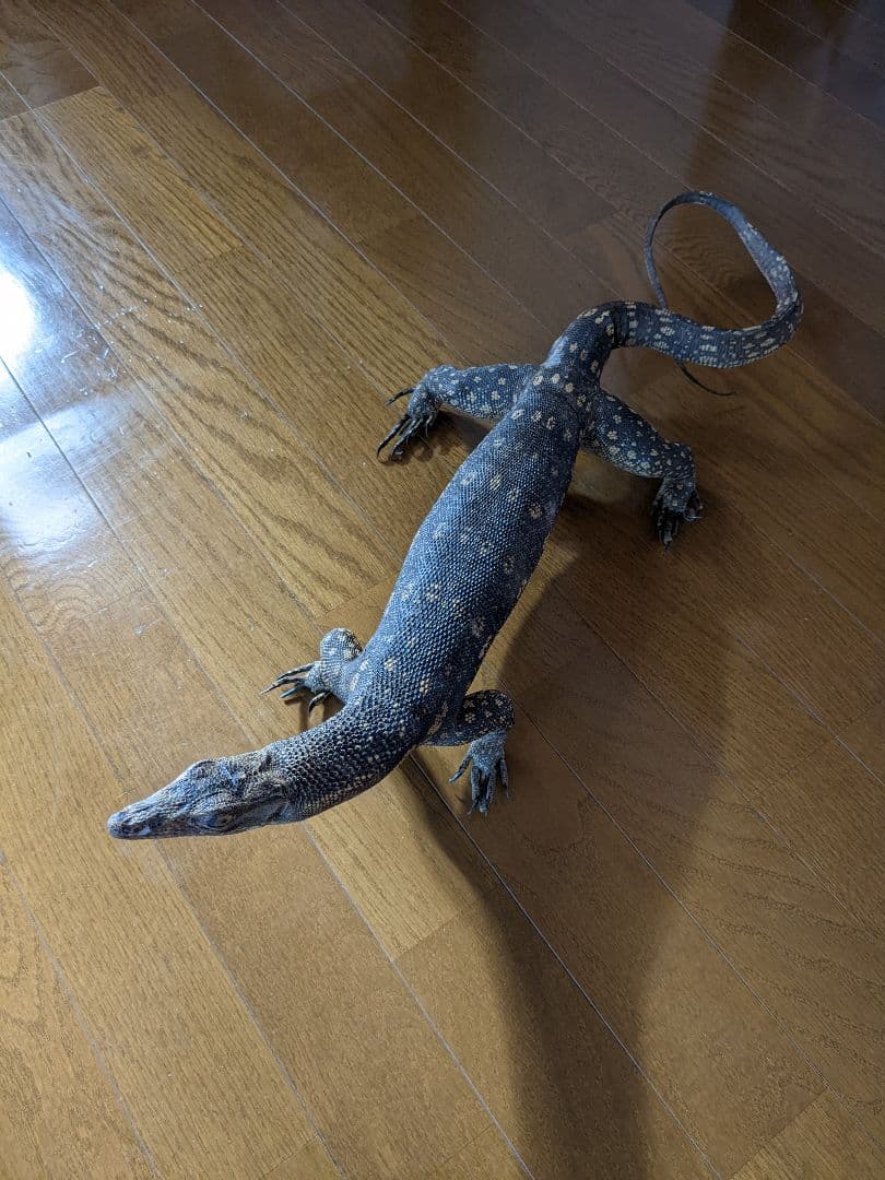希少!サルバトールモニターミズオオトカゲ剥製トカゲ置物モニター