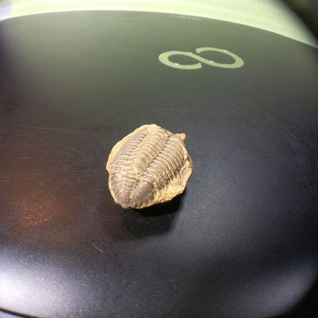 三葉虫 化石 fossil ボリビア産 トライロバイト Fossil番号⑨