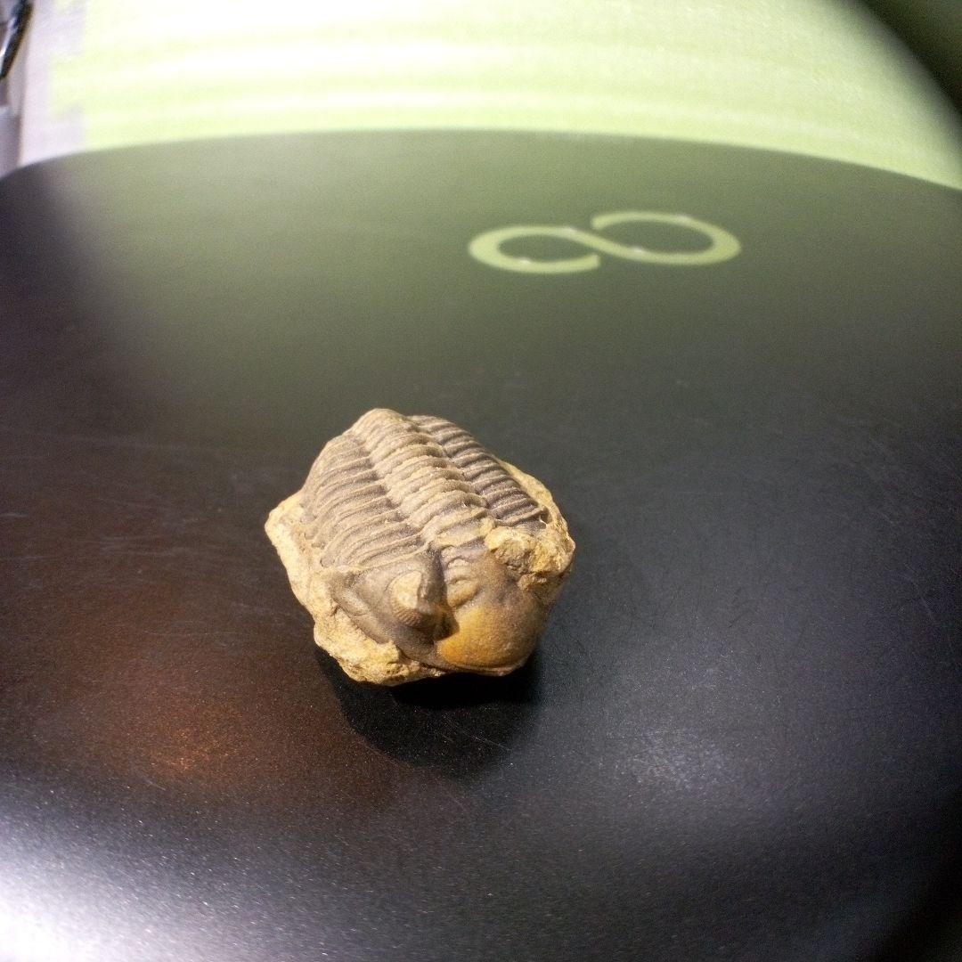 三葉虫 化石 fossil ボリビア産 トライロバイト Fossil番号⑨
