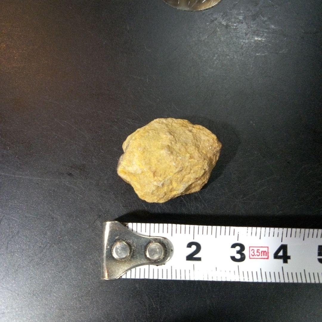 三葉虫 化石 fossil ボリビア産 トライロバイト Fossil番号⑨