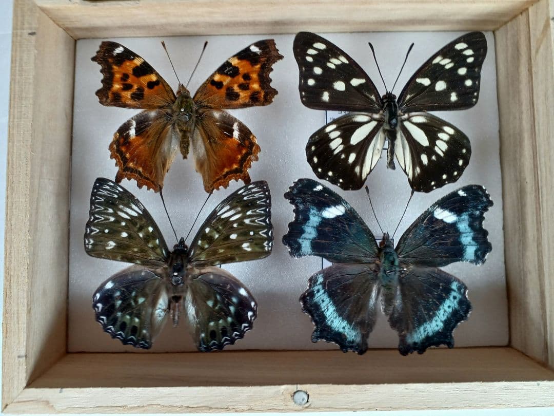 パルナシウス・ノミオン（中国青海省共和、メス）