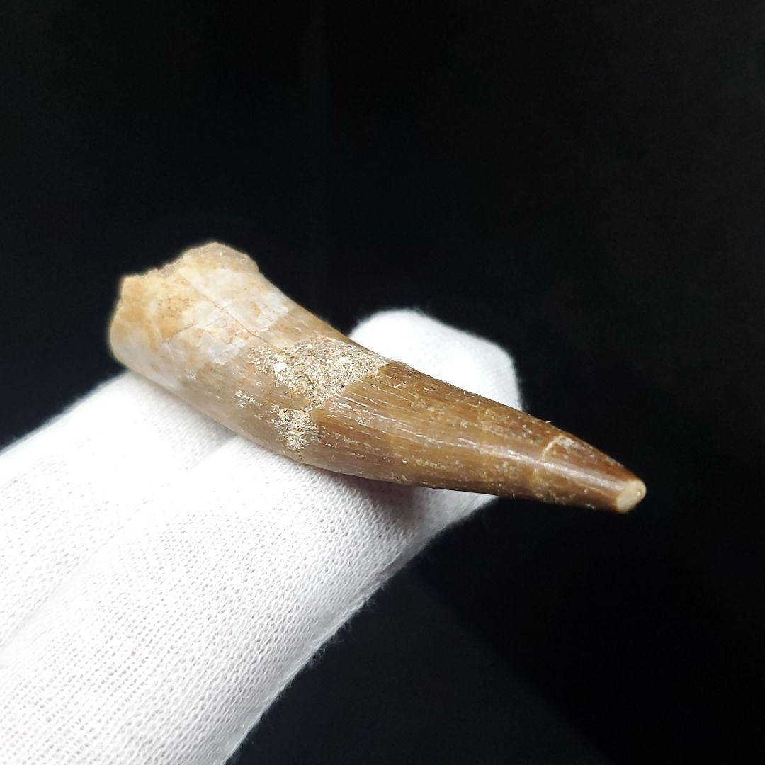 プレシオサウルス 化石 歯 本物 モロッコ産 50.5mm ケース付 pr108