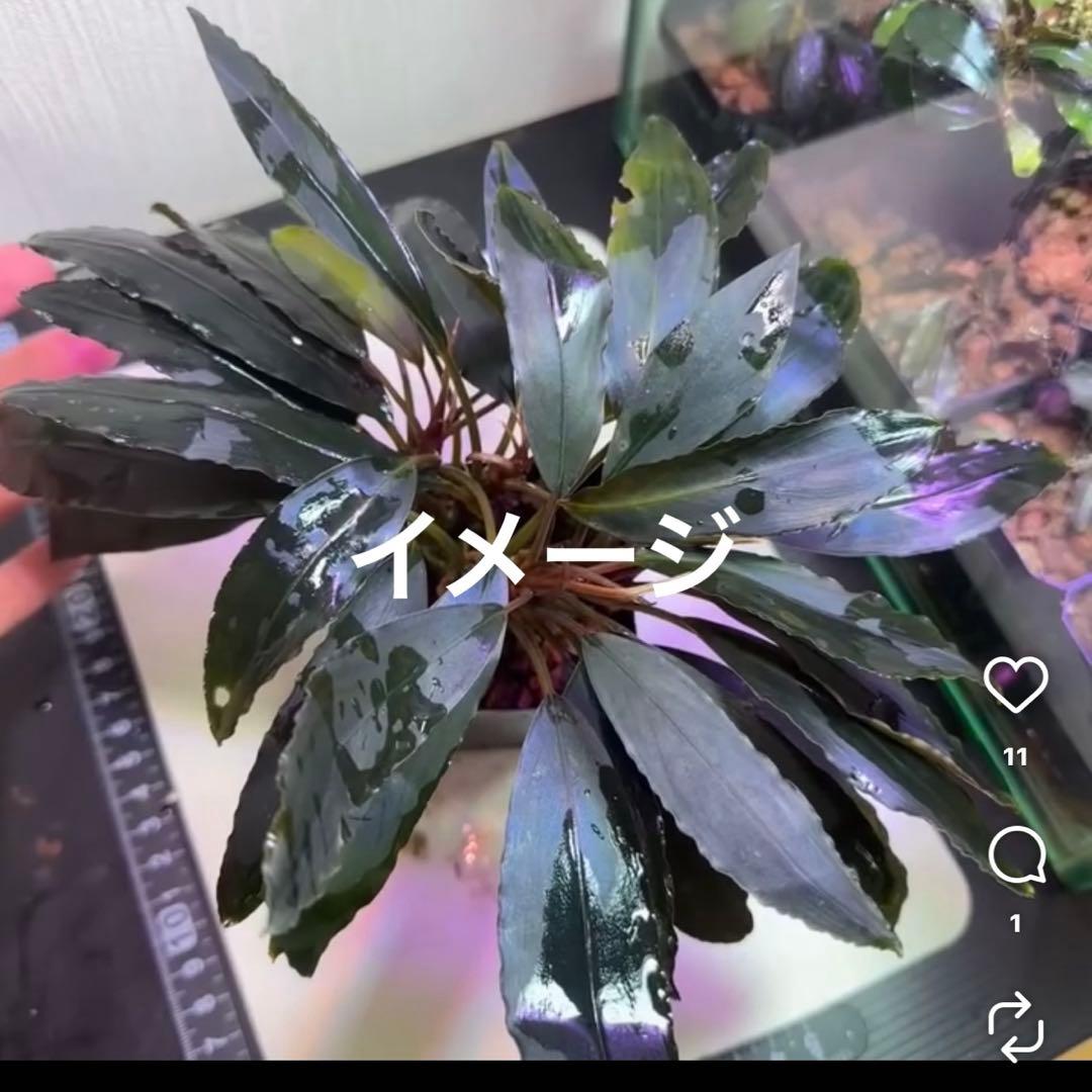 ブセファランドラ Bucephalandra 新種　名前まだありません Bucepharandra ブセファランドラ new spices 新種水上葉 楽天市場