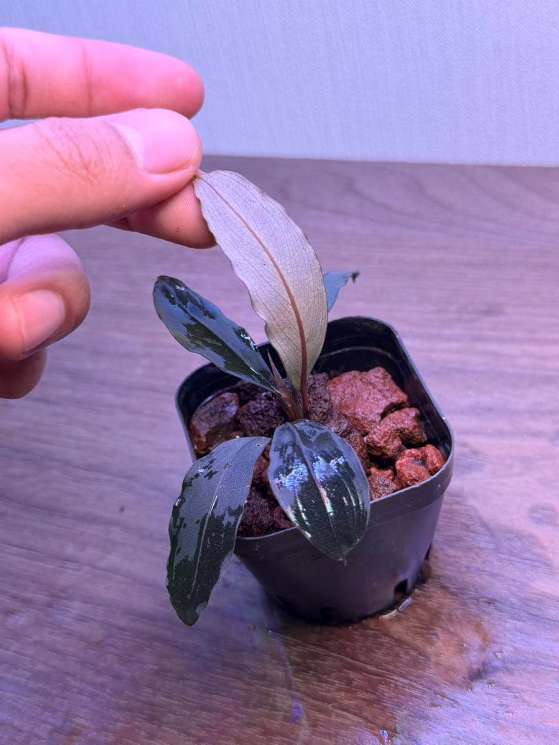 ブセファランドラ Bucephalandra 新種　名前まだありません