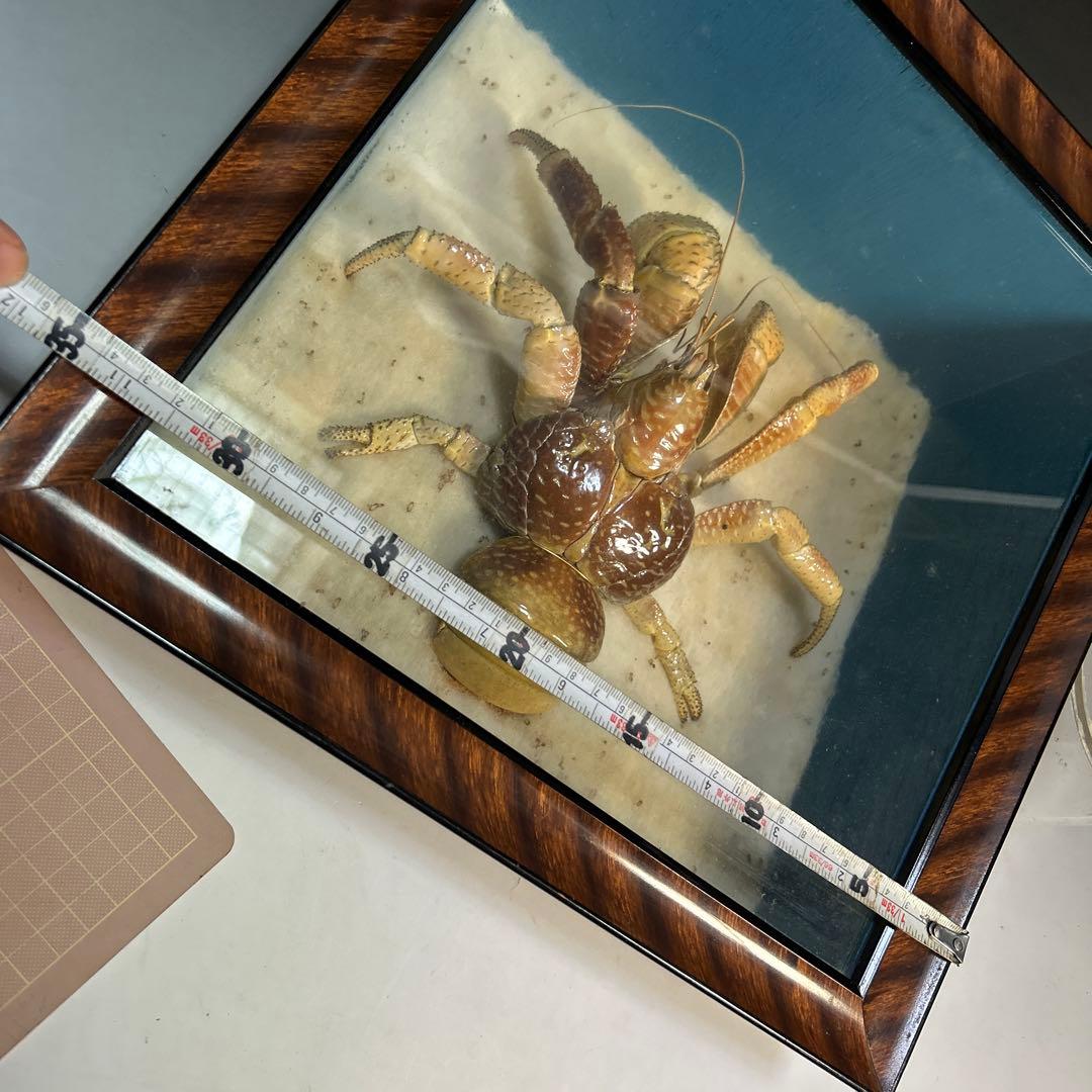 ヤシガニ 剥製 木製フレーム付き 約35cm 昭和 標本 - メルカリ