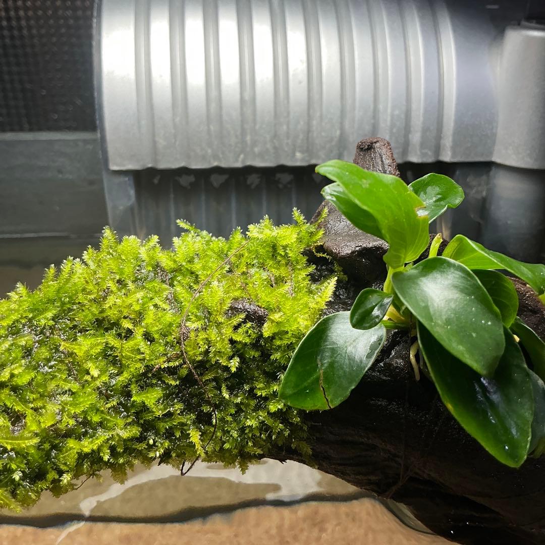 第四種郵便】良型！ジャワモス活着ブセ2種付流木とG南米プチ