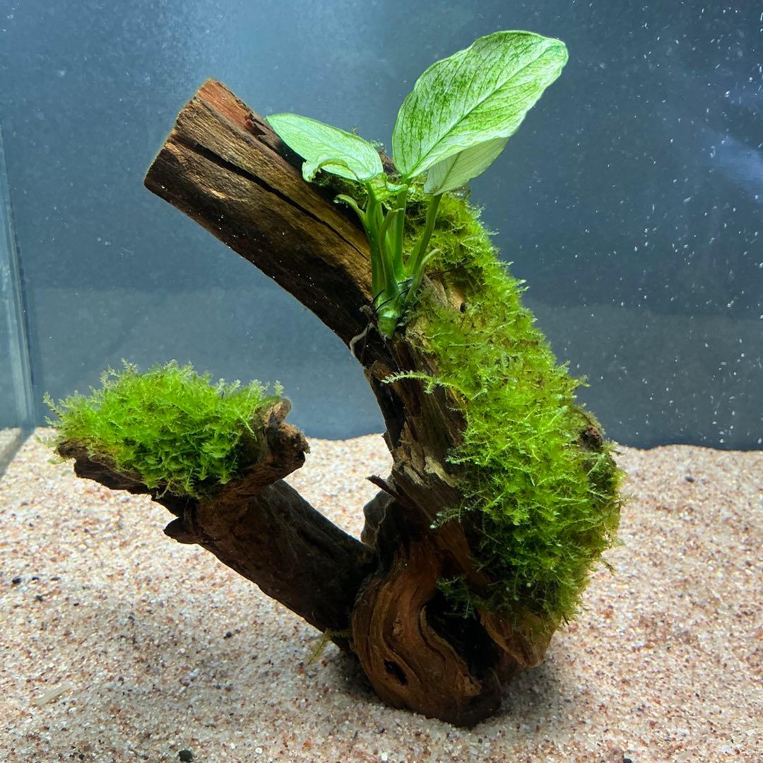 第四種郵便】良型！ジャワモス活着ブセ2種付流木とG南米プチ