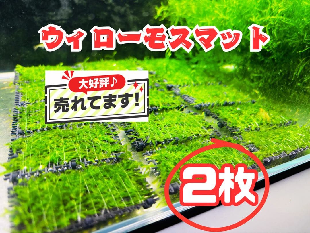 無農薬】ウィローモスマット 約6cm×5cm 2枚 - メルカリ