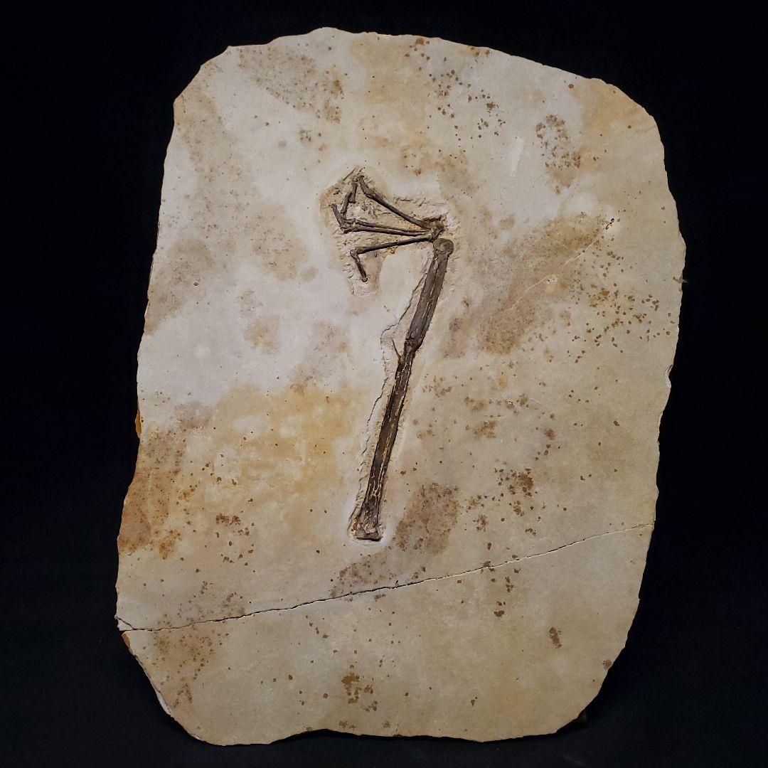 博物館級 トゥパンダクティルス 化石 足 恐竜 本物 ブラジル産 fr51