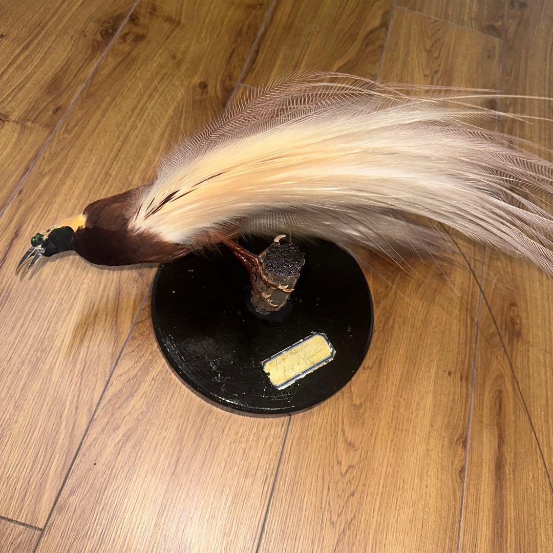 パリ鳥オブジェ 台座付アンティークビンテージ bird of paradise