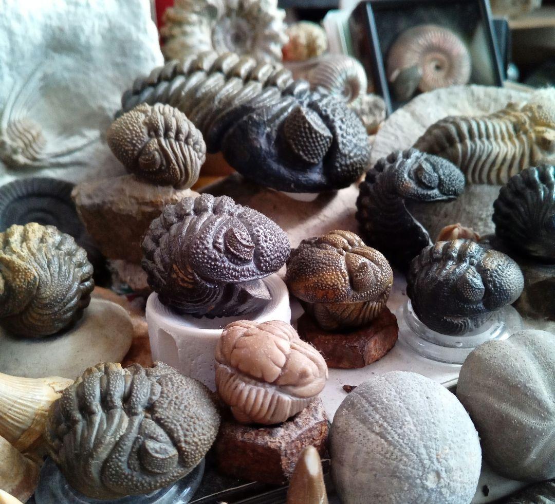 ジャイアントファコプス 超大型種 極美麗 ハイポストーマ有り 極めて