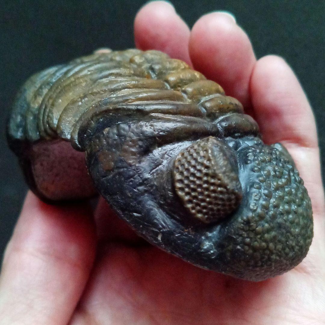 ジャイアントファコプス 超大型種 極美麗 ハイポストーマ有り 極めて